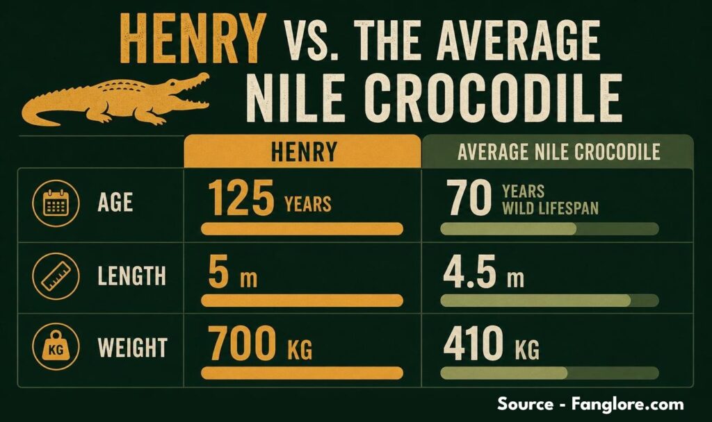 Infographic comparing Henry the crocodile to an average Nile crocodile, showing his age of 125 years, 5-metre length, and 700-kilogram weight
